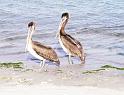 Previous image - pelicancouple