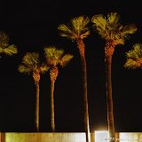 palmtreesAtNight