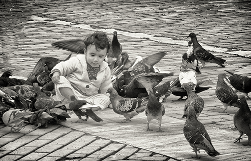 Feathered Friends