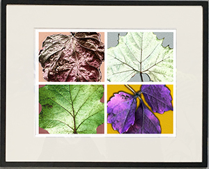 Rainbow Leaves Framed