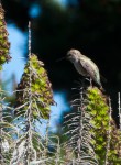 hummingbird96