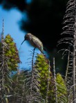 hummingbird97