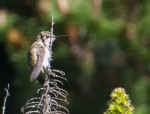 hummingbird99