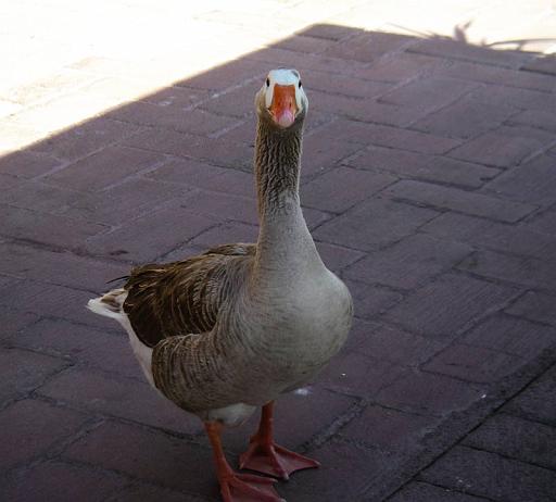 goose