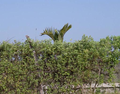 palmwhale