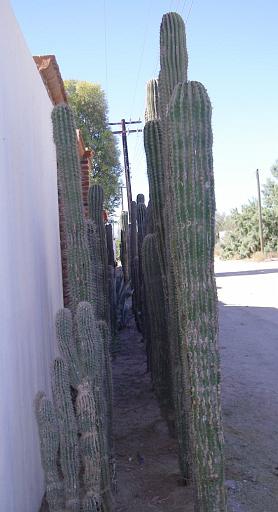 cactuscorridor