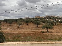 Up to the roof to get a view of their olive trees